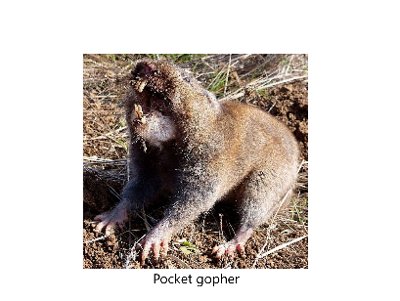 pocket gopher