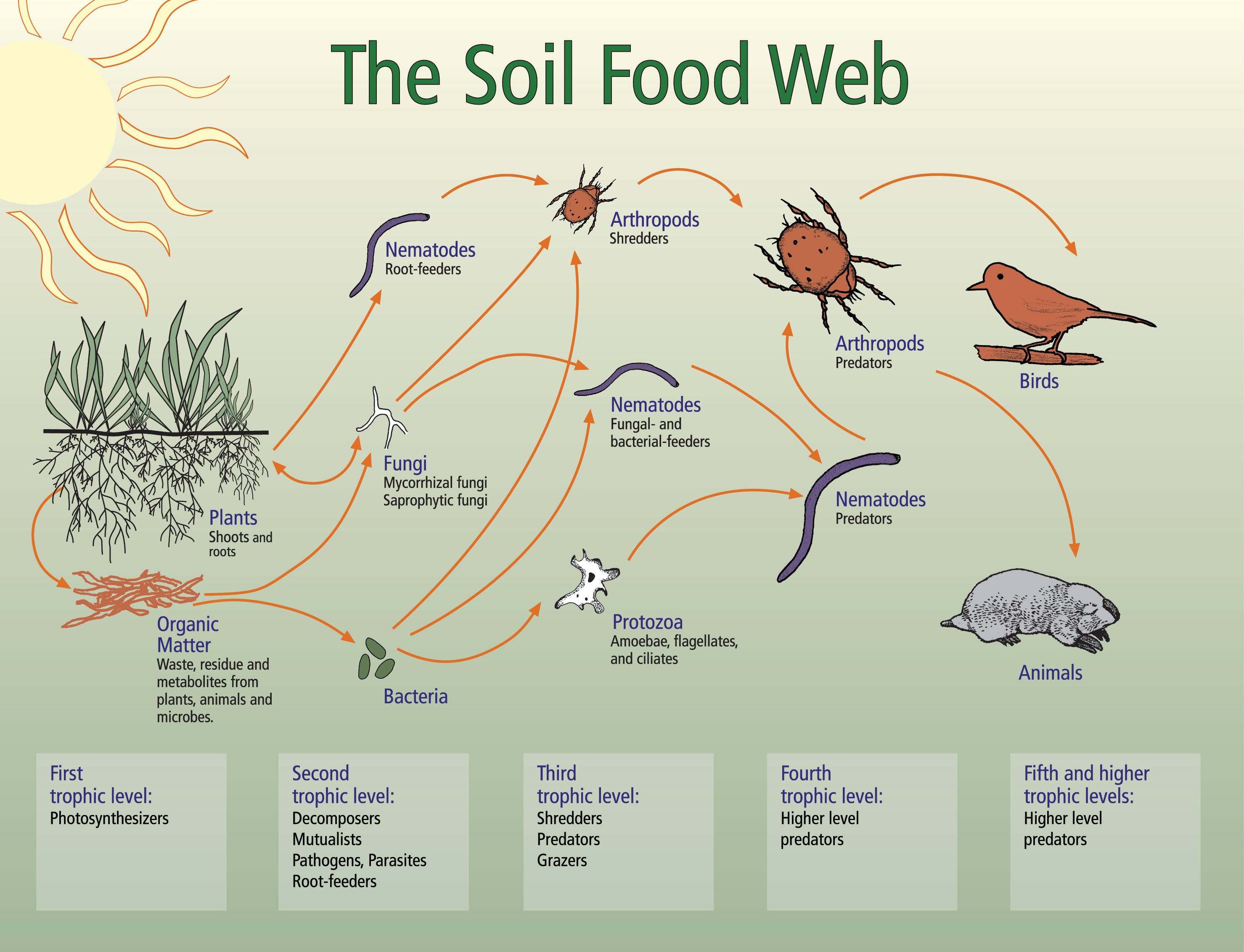 soil food web diagram