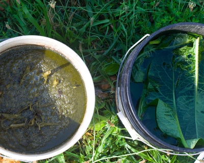 brewing compost tea