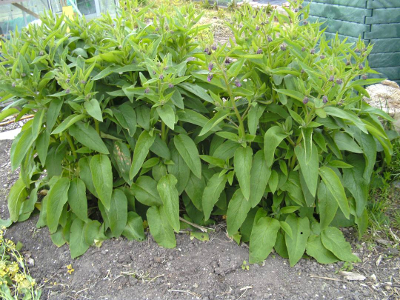 comfrey plants