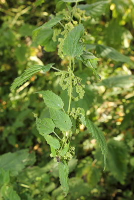 mature stinging nettle plant