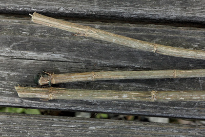 dried and stripped stinging nettle stalks