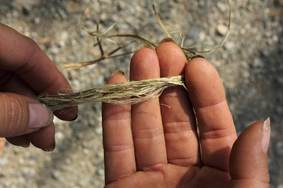 nettle fibers separating