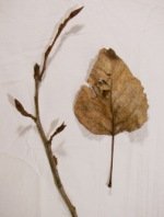 black cottonwood leaf and branch tip