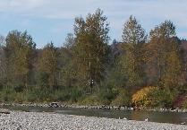 black cottonwood trees