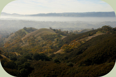 coyote habitat oak savanna