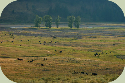 coyote habitat yellowstone prairie