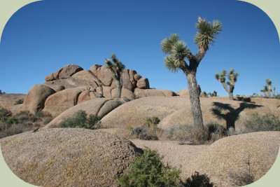 coyote habitat mojave desert