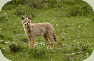 coyote habitat with western coyote