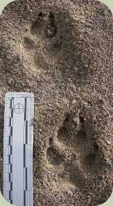 coyote tracks