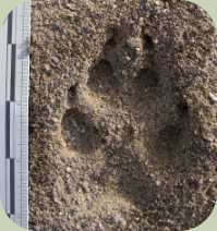 coyote track