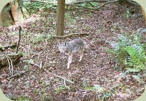 coyote tracking