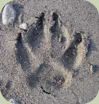 domestic dog track