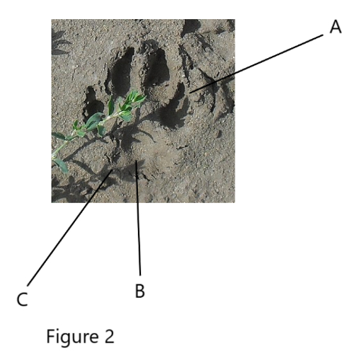 hind foot track features