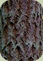 bark of the douglas fir tree