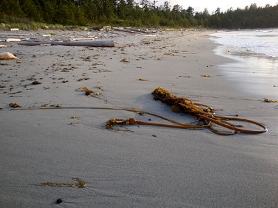 bull kelp seaweed