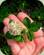 edible weeds clover