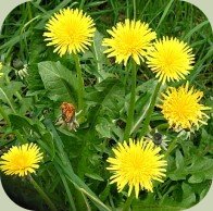 edible wild plants course dandelion