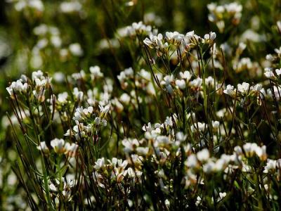 wildflowers