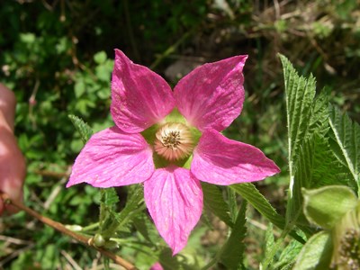 salmonberry flower