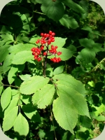 elderberry plants berries