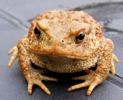 a common toad