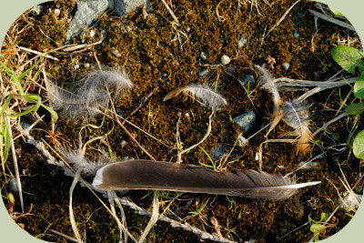 feathers