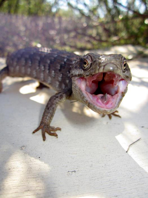 a lizard with an open mouth