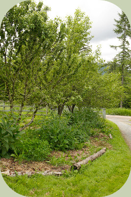 food forest