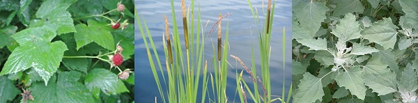 foraging for wild edible plants online course 2