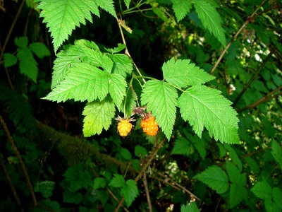 foraging module 6 wild berries and teas