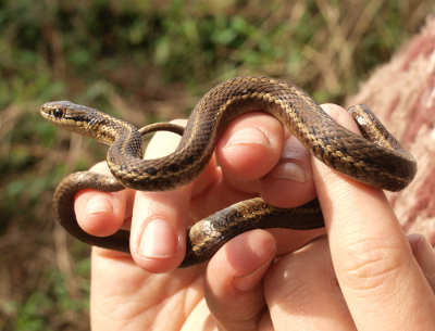 Garter Snakes Of Western Washington