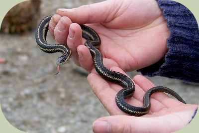 gartersnake in hand