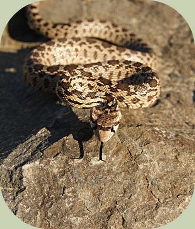 gopher snake