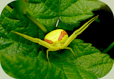 goldenrod spider