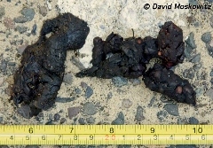 gray fox scat moskowitz