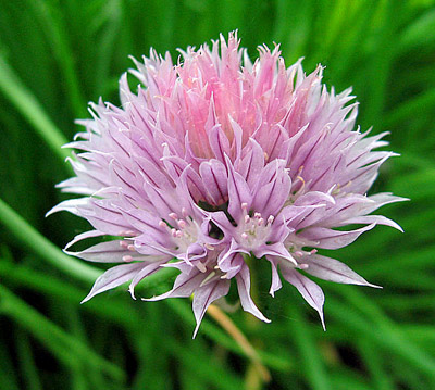 growing chives