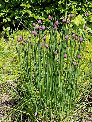 growing chives