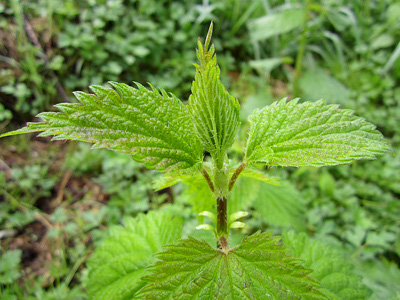 stinging nettle plant