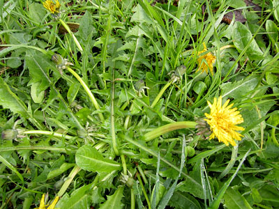 dandelion plant