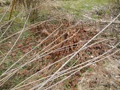 standing dead plant stalks