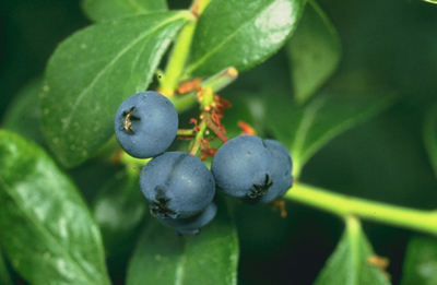 close up of blueberries