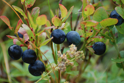 mature blueberry fruits