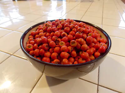 sorted hawthorn fruits