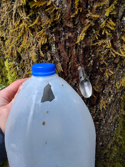 jug for collecting sap