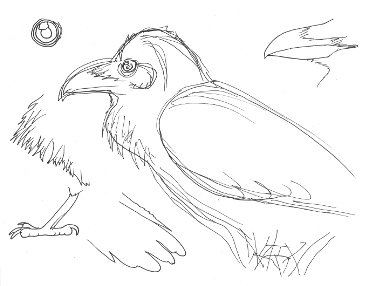 how to draw birds sketching