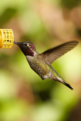 hummingbird habitat