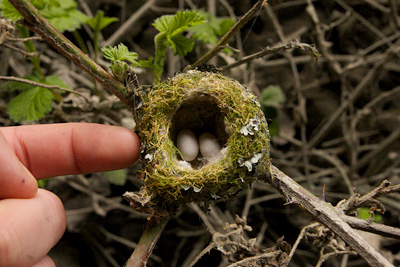 hummingbird habitat