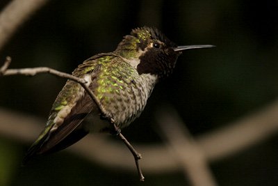 hummingbird habitat