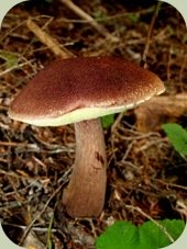identifying wild mushrooms